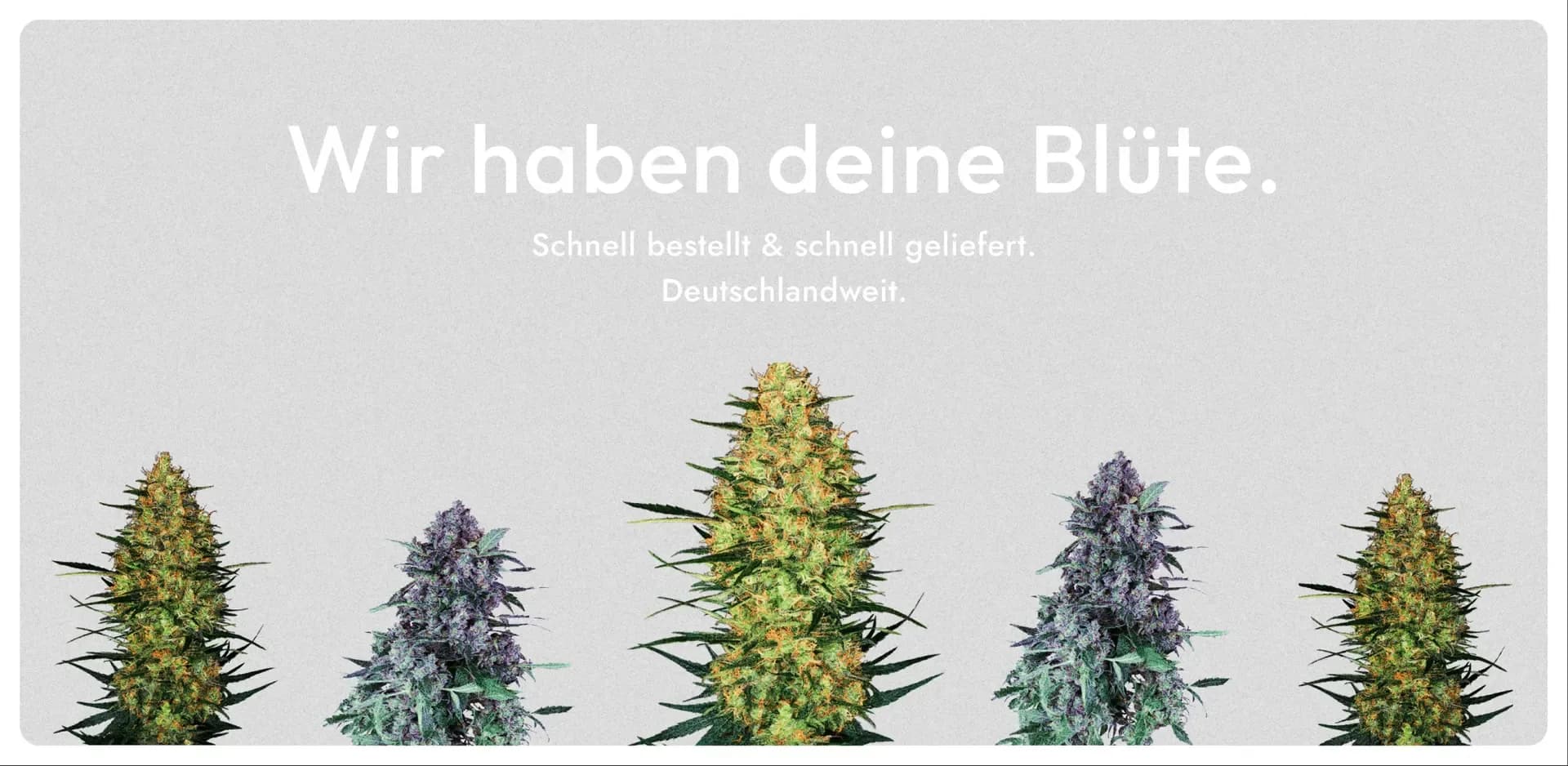 Wir haben Deine Blüten! Schnell bestellt & schnell geliefert! Deutschlandweit